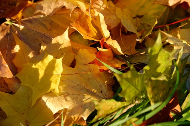 gevallen geeloranje en rode herfstbladeren