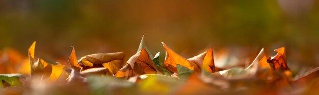 Gevallen gele eikenbladeren met regendruppels. macro.