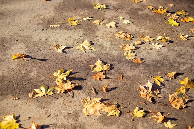 Gevallen gele esdoornbladeren op de stoep op een herfstdag