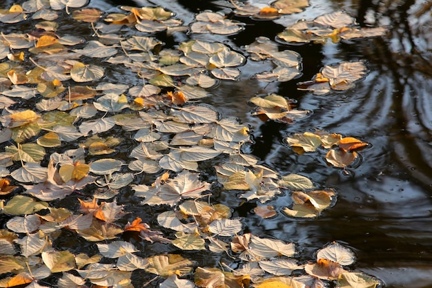 Gevallen gele herfstbladeren op water