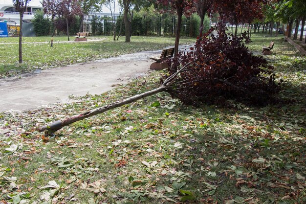 Gevallen groene boom in groen gras in de weergave