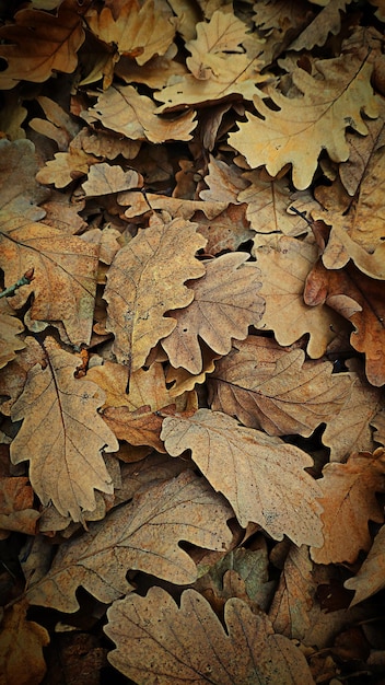 Gevallen herfst eikenbladeren op de grond