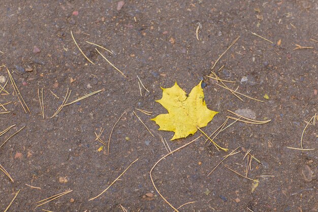 Gevallen herfst geel esdoornblad op weg