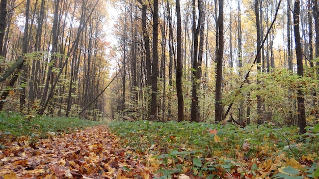 Gevallen herfstbladeren bij bomen in het bos