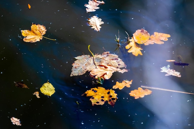 Gevallen herfstbladeren drijven op het water