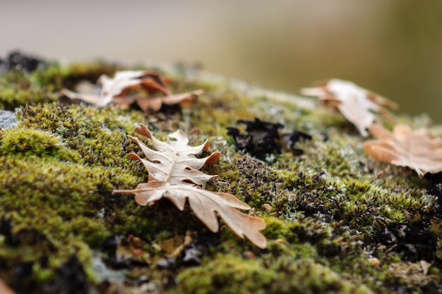 Gevallen herfstbladeren in het bos