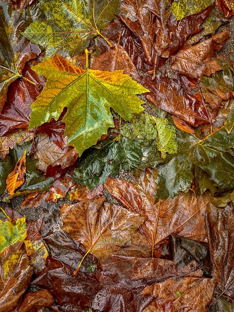 Gevallen herfstbladeren op de achtergrond Kleurige herfstbladeren op de grond