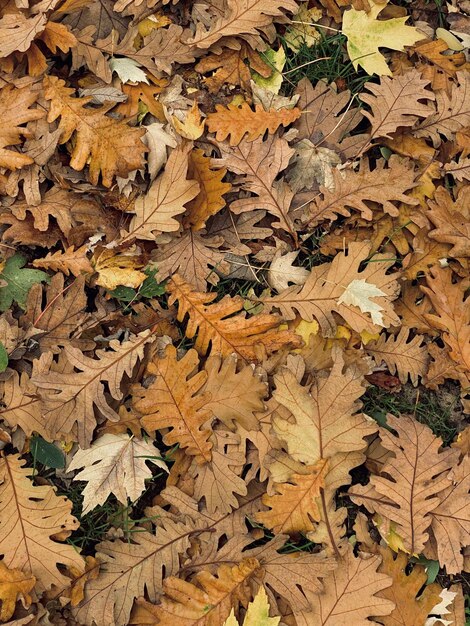 Gevallen herfstbladeren op de grond.