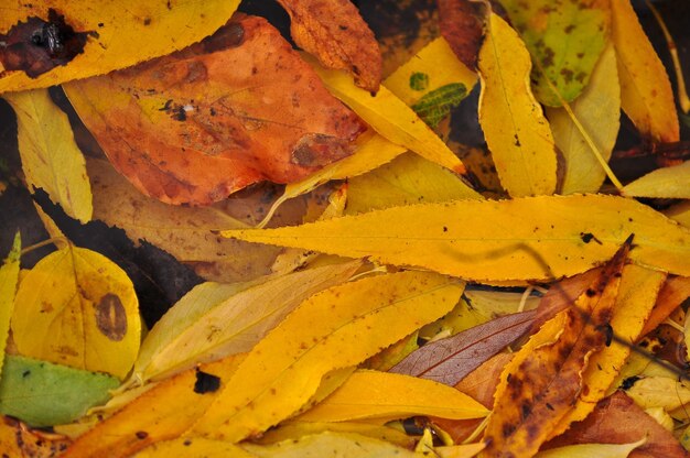 Gevallen herfstbladeren op de grond