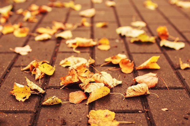 Gevallen herfstbladeren op het steegje in het park dichtbij