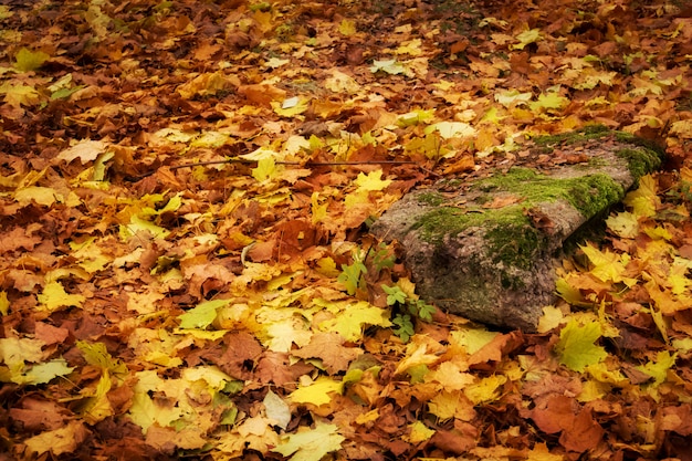 Gevallen Herfstbladeren