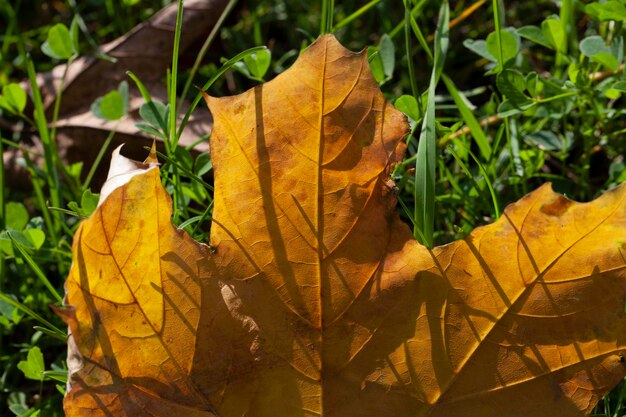 Gevallen herfstgebladerte van bomen op groen gras