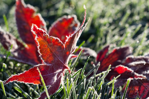 Gevallen ijzige herfstbladeren op het gras zonnige ochtend