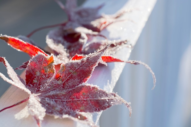 Gevallen ijzige herfstbladeren zonnige ochtend