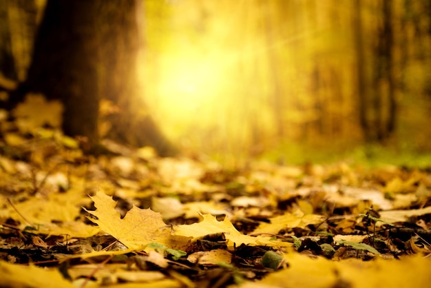 Gevallen vergeelde esdoornbladeren op grond in zonlicht in de herfst