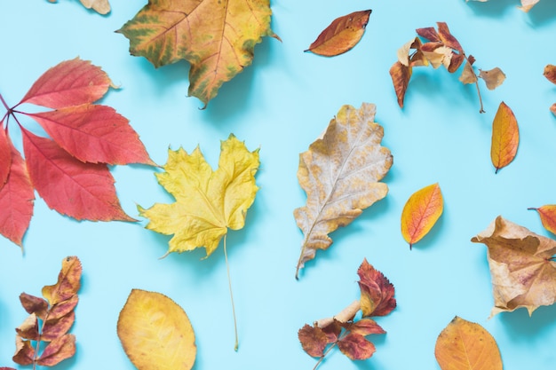 Gevallen verschillende bladeren op pittig blauw. Herfst samenstelling als patroon. Bovenaanzicht.