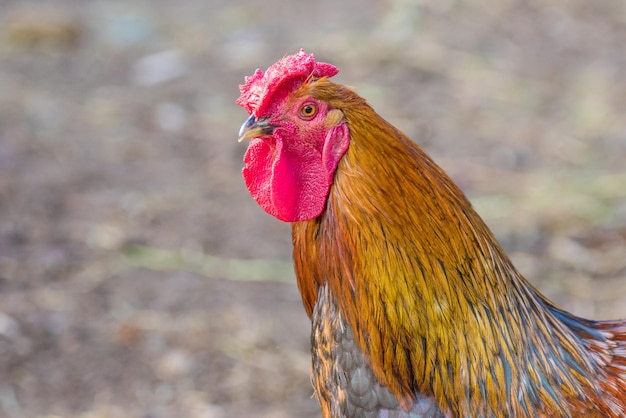 Gevederde vogel kleurrijke haan op een walking