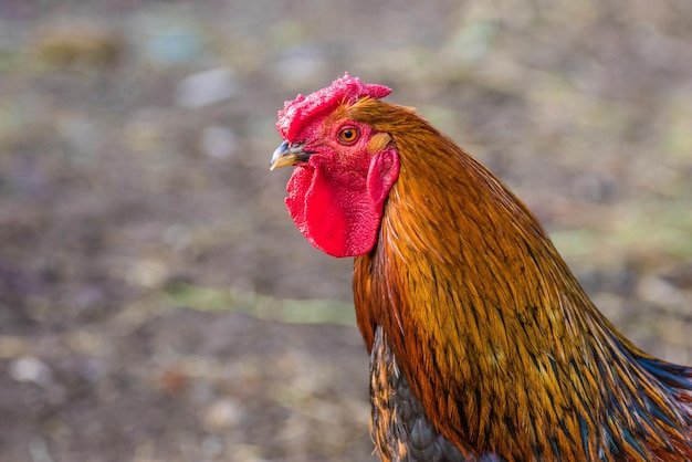 Gevederde vogel kleurrijke haan op een walking