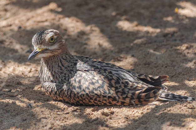 gevlekt dikknieportret Burhinus capensis zittend op zand met zonlicht en schaduw