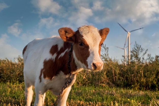 Gevlekt kalf op de achtergrond van een windmolengenerator, avondlicht