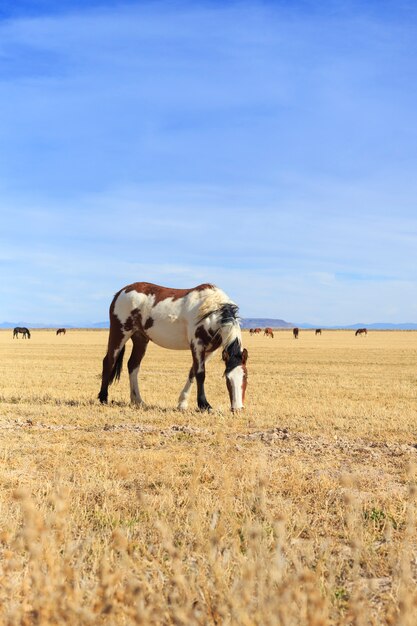 Foto gevlekt paard graast in veld