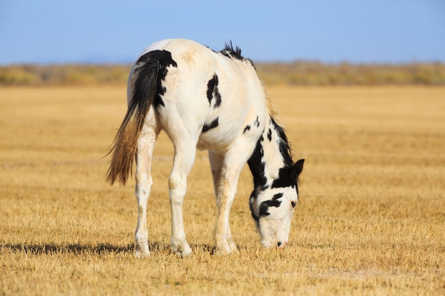 Foto gevlekt paard grazen in veld