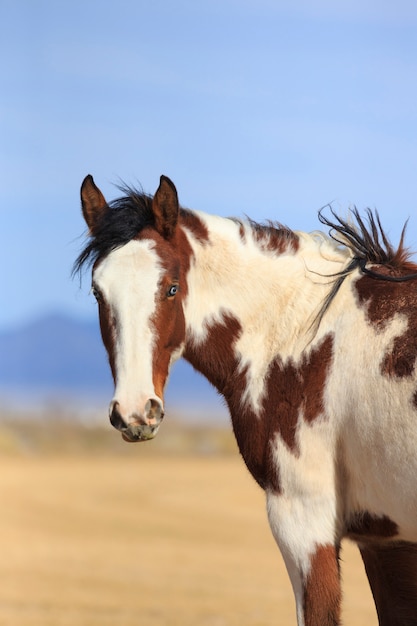 Gevlekt paard verticaal