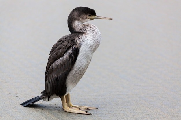 Gevlekte aalscholver (Phalacrocorax punctatus)