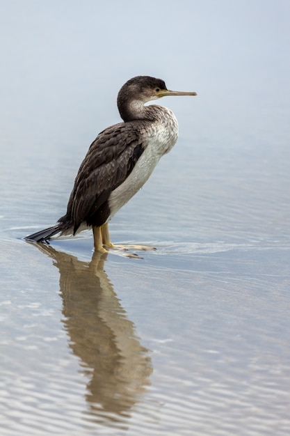 Gevlekte aalscholver (Phalacrocorax punctatus)