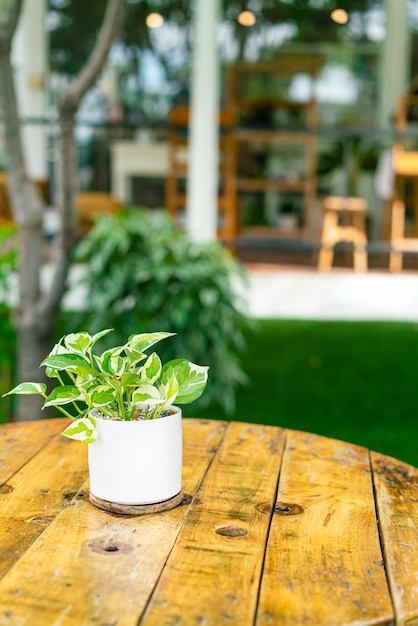 Gevlekte betel in pot bloemdecoratie op tafel