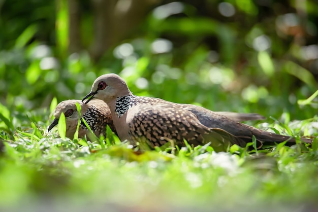 Gevlekte duif of Spilopelia chinensis een kleine en enigszins langstaartduif Twee gevlekte duiven op de grond zijn op zoek naar voedsel