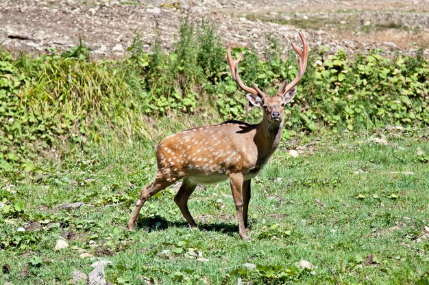 Gevlekte herten (cervus nippon) bok staande in het gras