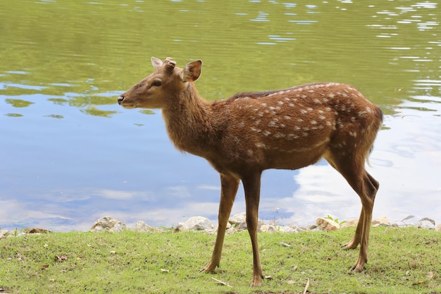 Gevlekte herten in de buurt van de rivier