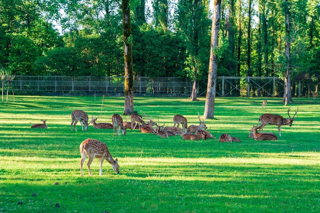 Gevlekte herten liggen op het groene gras, dieren leven