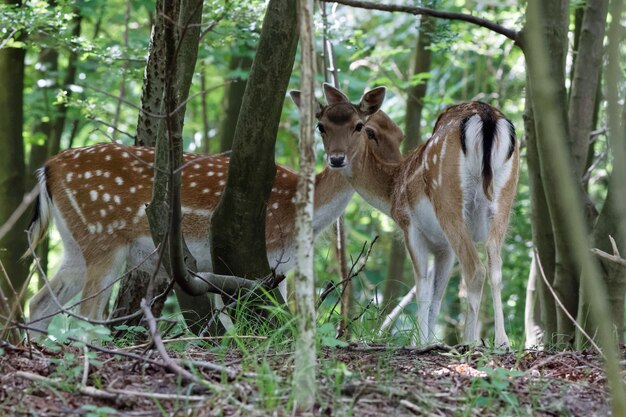 Gevlekte herten tussen de bomen in het bos