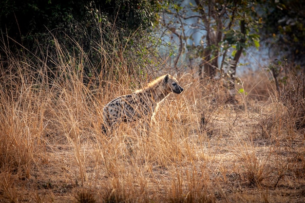 Gevlekte hyena achtergrond