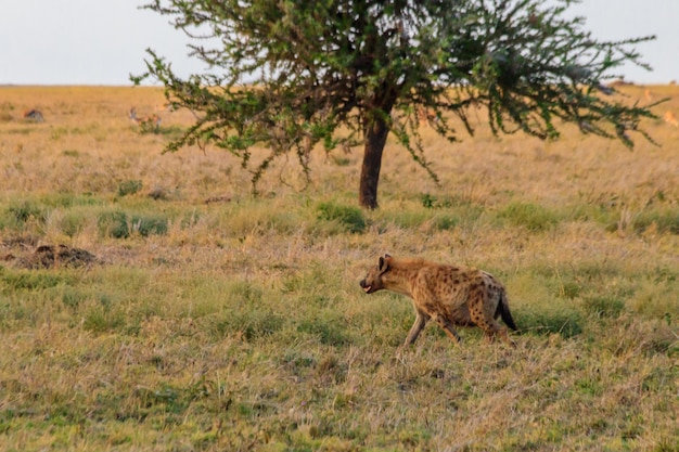 Gevlekte hyena Crocuta crocuta, ook bekend als de lachende hyena in het Serengeti National park in Tanzania