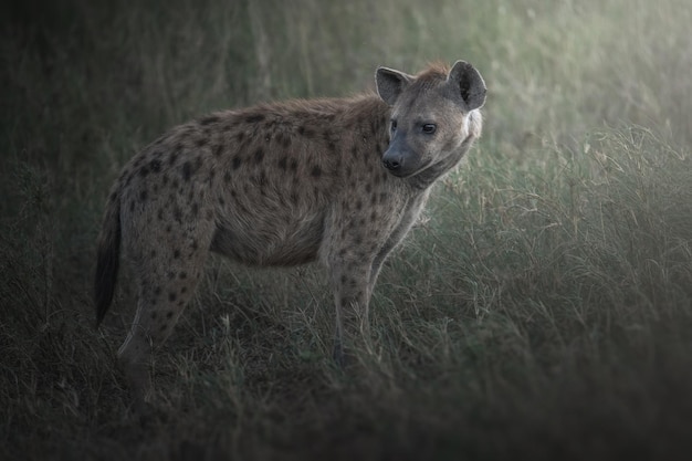 Gevlekte hyena Crocuta crocuta