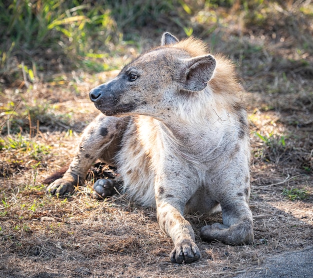 Gevlekte hyena Crocuta crocuta
