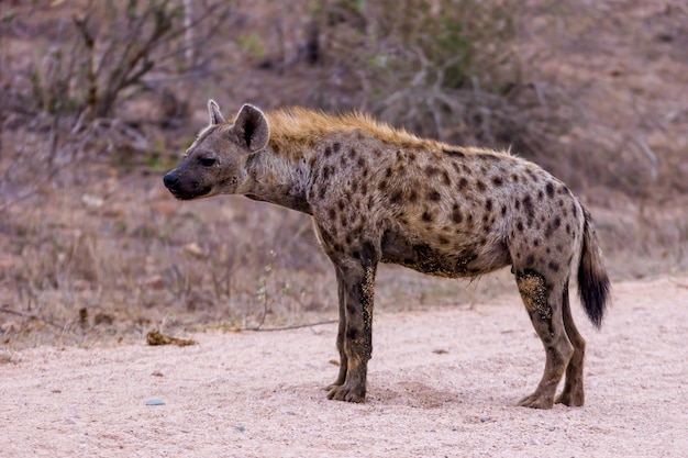 Gevlekte hyena in de natuur