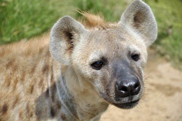 Foto gevlekte hyena