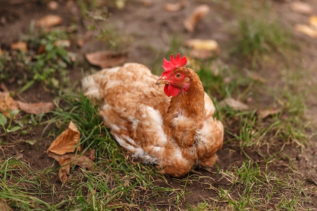 Gevlekte kip zittend op het gras