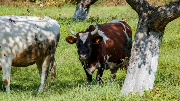 Gevlekte koe graast in een groene weide