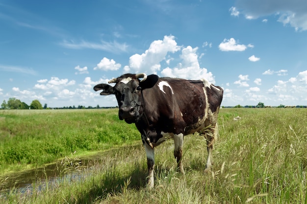 Gevlekte koe grazen op een prachtige groene weide tegen een blauwe hemel.