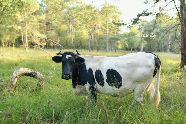 Gevlekte koeien grazen in de wei in Normandië