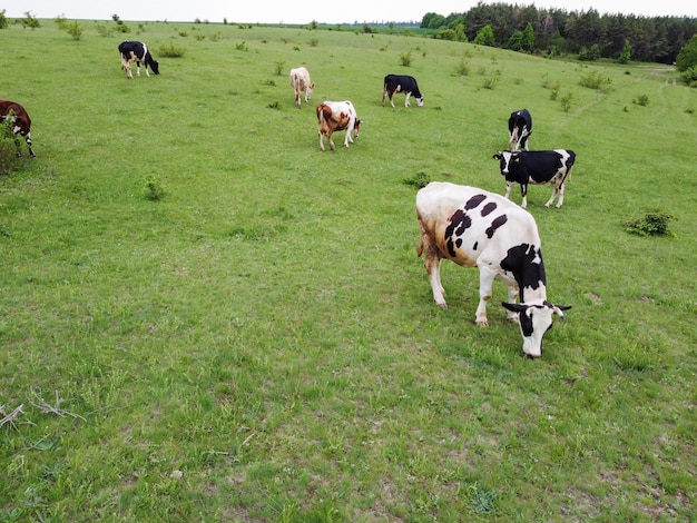 Gevlekte koeien grazen in een kudde op een groen gazon Biologische zuivelproducten