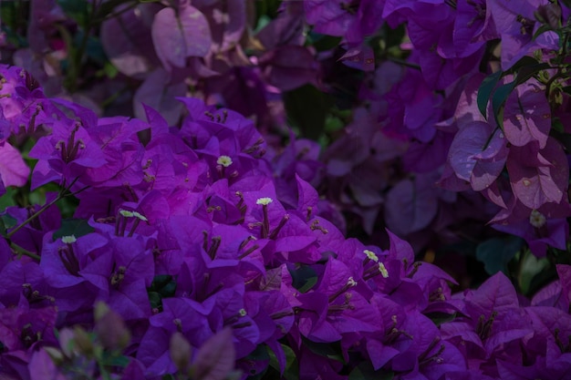 Foto gevlekte licht op een weelderige paarse bougainvillea struik