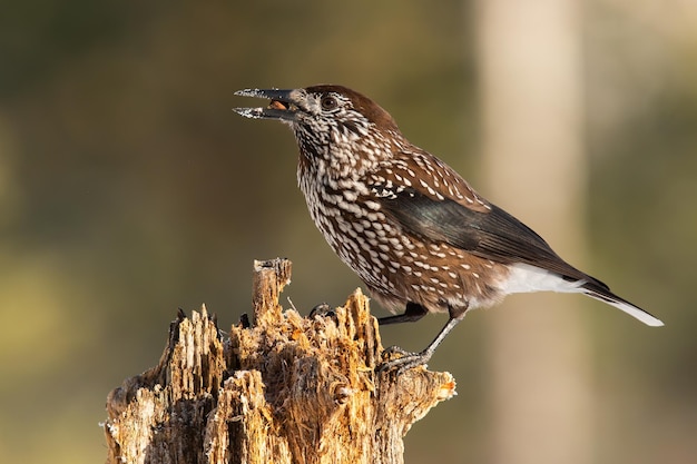 Foto gevlekte notenkraker zittend op hout in de lente natuur