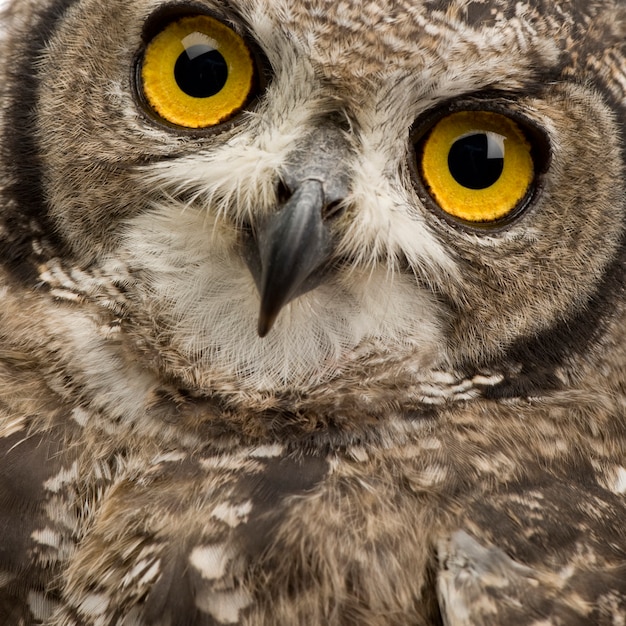 Gevlekte Oehoe - Bubo bubo op een wit geïsoleerd