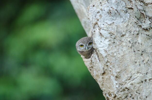 Gevlekte owlet (Athene brama)